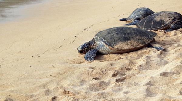 descoperire neobisnuita pe o plaja cauta broaste testoase dar a gasit cocaina in valoare de 1 2 milioane de dolari