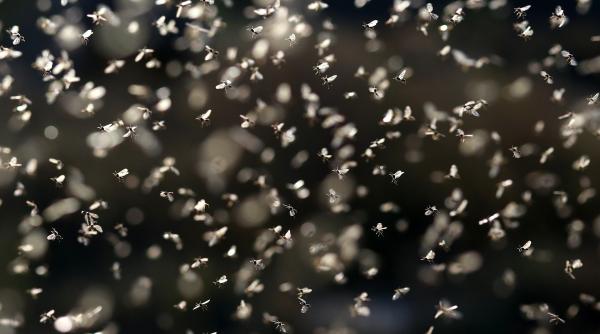 fenomen spectaculos surprins in delta dunarii milioane de efemeride danseaza la suprafata apei foto video