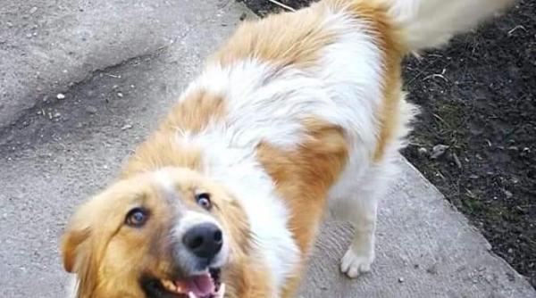 adoptii animale rio negrutu si patrocle abia asteapta sa te cunoasca trei catelusi isi cauta omul foto