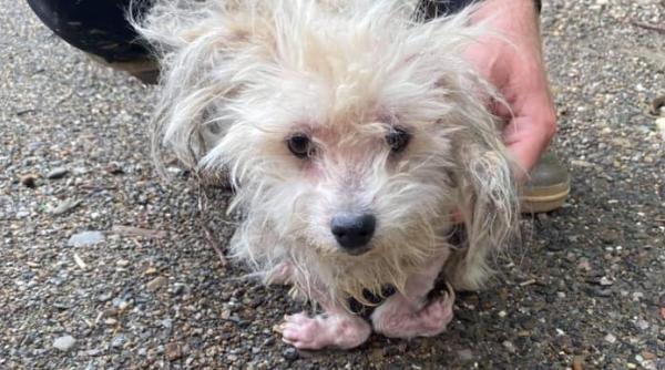 catelusa cu picioarele deformate neingrijita abandonata pe sosea surse de bani pentru profitori imagini socante