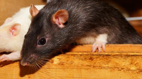 foto viral sobolani la raftul de patiserie al unui supermarket din sectorul 1