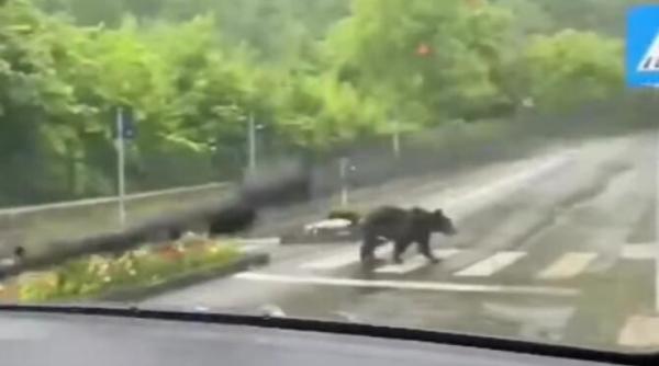 in sinaia ursii traverseaza regulamentar pe trecerea de pietoni video