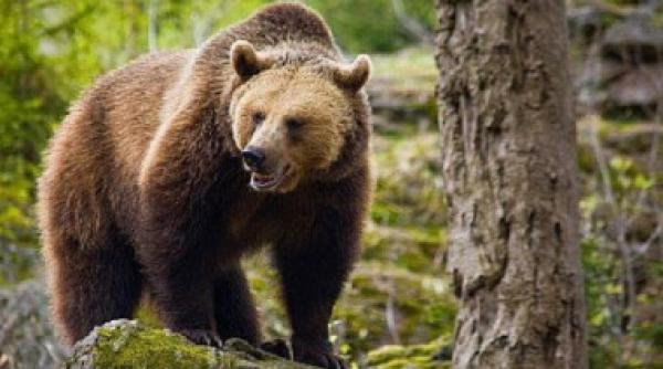 slovacia decesul unui barbat atacat de un urs relanseaza dezbaterea pe tema interdictiei privind vanatoarea