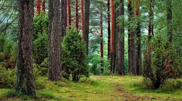un barbat din salaj a stat aproape toata noaptea intr un copac dupa ce a fost fugarit de un urs