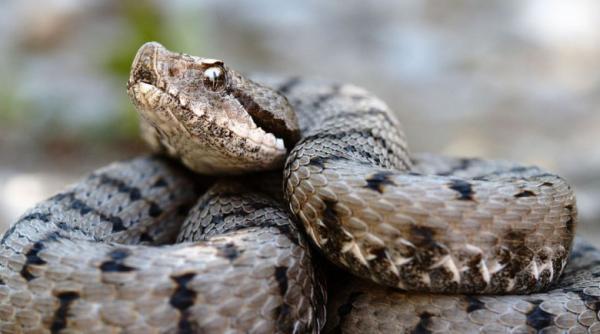 barbat din arad in stare grava dupa ce a fost muscat de vipera