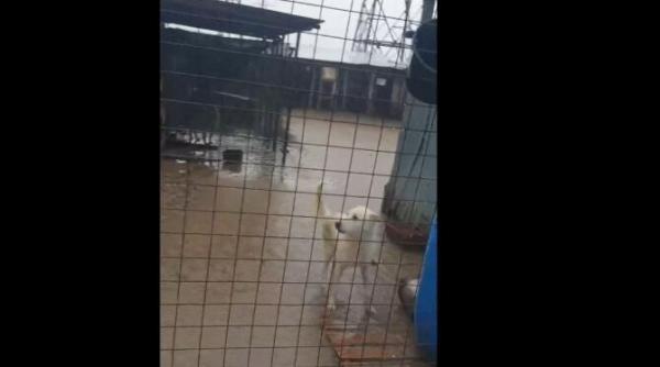 cod portocaliu 18 iunie 500 de caini inundati nu am trait niciodata ce traim acum suntem neputinciosi plangem de disperare