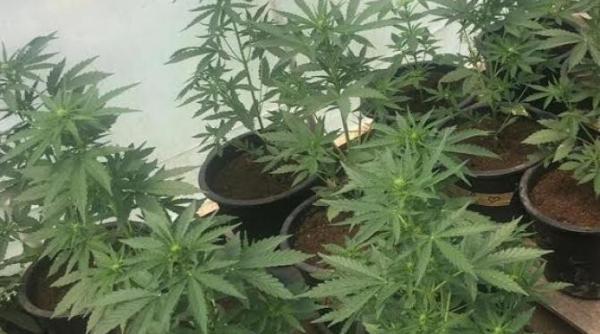 perchezitie in timis tanar arestat pentru trafic de droguri de risc foto