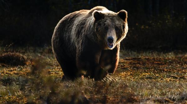 un barbat ranit grav dupa ce a fost atacat de un urs in harghita