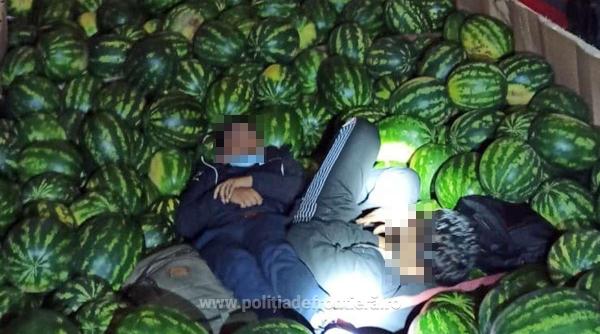 migranti ascunsi printre pepeni la calafat