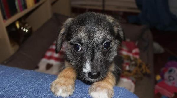 adoptii animale doua sufletele luptatoare isi cauta stapan bulinuta si prietena ei specializata in tors sunt gata sa te iubeasca neconditionat