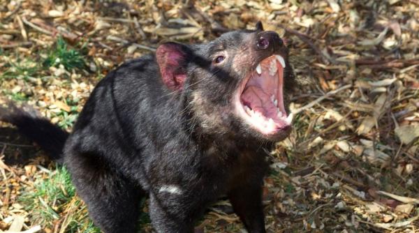 diavolii tasmanieni dusi pe o insula pentru conservare au eliminat populatia de pinguini