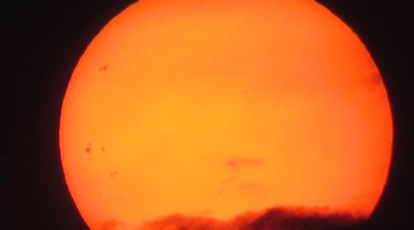 cod rosu de canicula