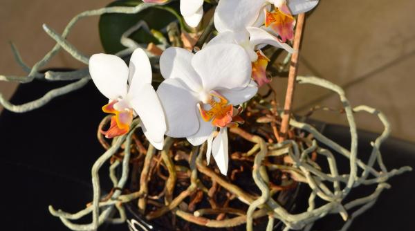 cum salvezi o orhidee cu radacina putrezita este foarte simplu