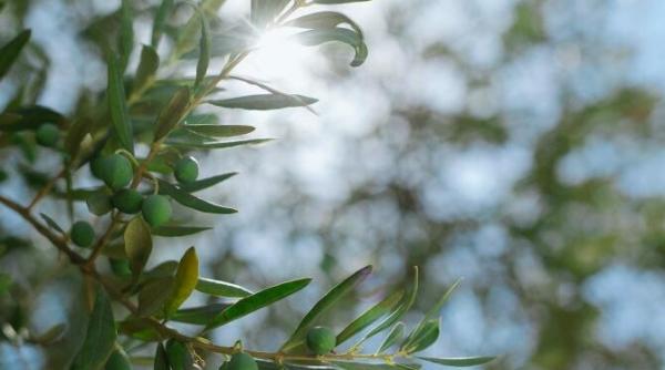 cel mai batran maslin din lume exista in creta