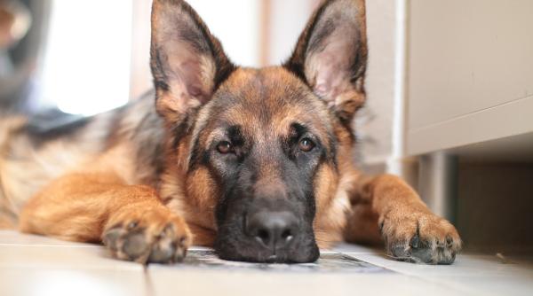 doi caini au pazit ore in sir trupul neinsufletit al unui cioban din cluj