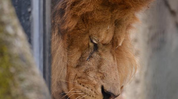 un leu caruia ii fusesera scosi dintii si smulse ghearele salvat din casa unei familii bogate
