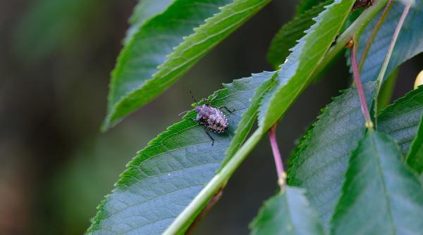 cum scapi de gandacii puturosi metode eficiente si simple