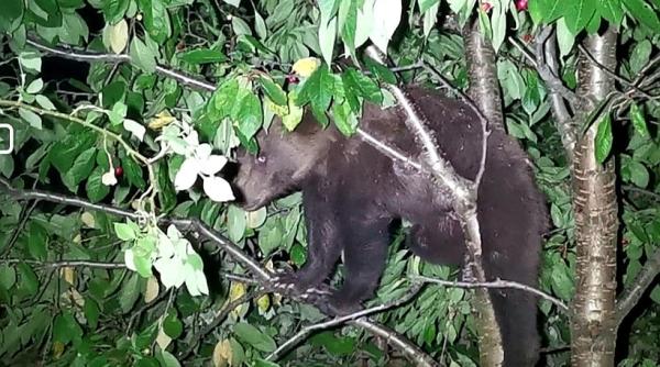 ursul a dat iama in ciresul unei femei jandarmii au venit au filmat animalul dupa care au plecat foto