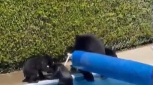 video momentul in care o ursoaica si puii sai se racoresc intr o pisicina din canada temperaturi record de 47 de grade