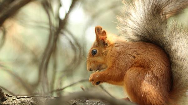 un copil care vana veverite si a impuscat unchiul in cap dupa ce glontul a ricosat