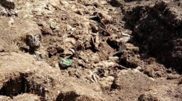 a fost descoperita o groapa cu zeci de animale moarte ancheta in alba