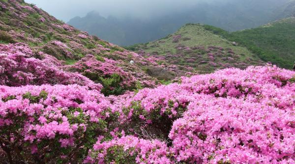 a inflorit rhododendronul culmile carpatilor colorate in roz foto