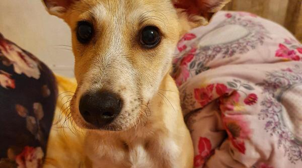 adoptii animale trei blanosi iubitori si o printesa felina isi cauta omul te vei topi de drag in fata lor