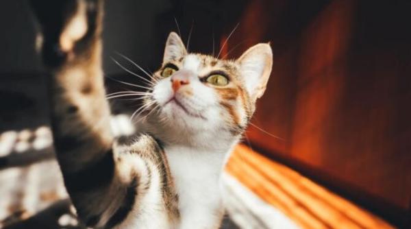 animalele de companie fac covid 19 de la stapanii bolnavi se recomanda evitarea contactului