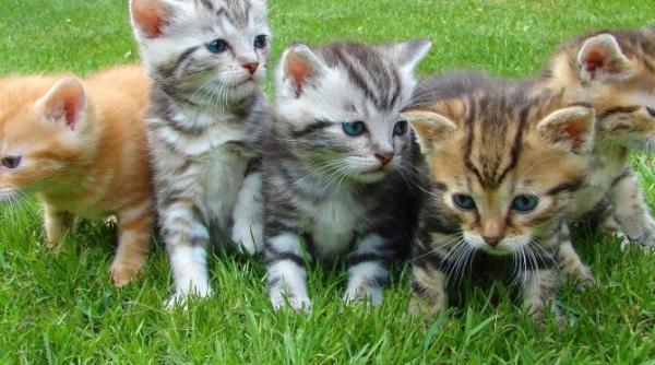 un barbat a fost condamnat la inchisoare dupa ce a injunghiat 16 pisici