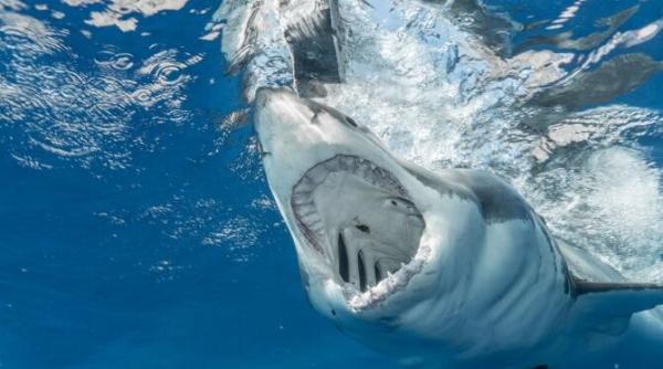 un rechin alb i a sfasiat piciorul unui turist care facea parasailing video