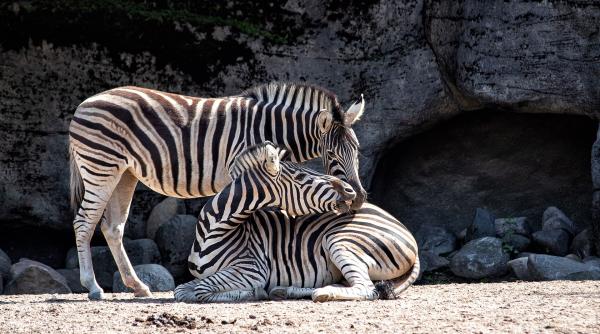 animale de la zoo vaccinate impotriva covid 19