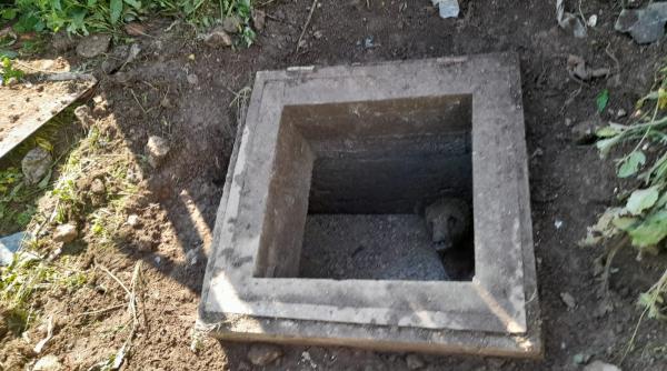 interventie la sinaia pentru salvarea unui urs cazut intr o fosa septica