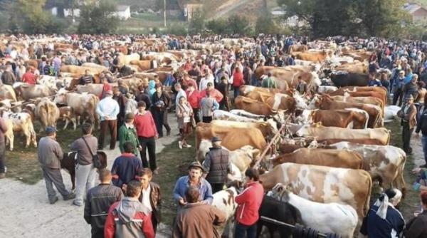 targul de animale din campeni se redeschide dupa 3 ani