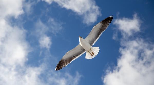 video viral un pescarus a atacat un tanar care musca din sandvis