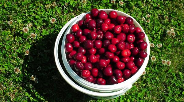 politist local din cluj napoca prins la furat de cirese cu galeata