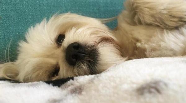 de ce se invart cainii pe loc inainte sa adoarma