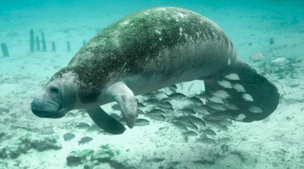 lamantinii pe cale de disparitie recordul anual de decese a fost depasit in 2021