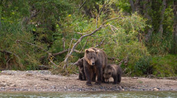 provocare pentru iubitorii de ursi