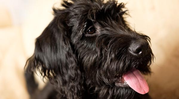 un catel s a reunit cu familia sa la 10 ani dupa ce a disparut video