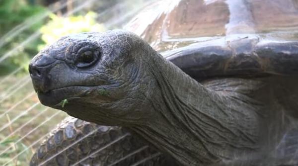 a murit testoasa schurli avea 130 de ani