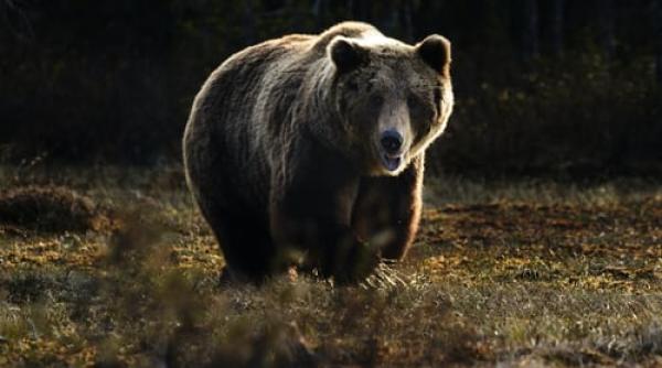 un urs a sarit gardul unui spital de psihiatrie din prahova