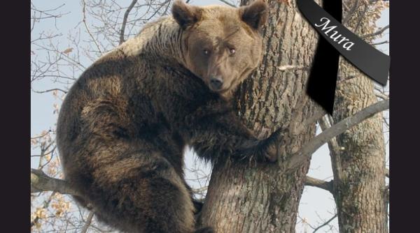 a murit ursoaica mura adoptata de ambasadorul david saranga