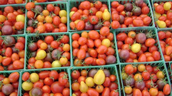 rosii romanesti cu origini turcesti practica demascata de catre un agricultor dan bucura firul escrocheriei