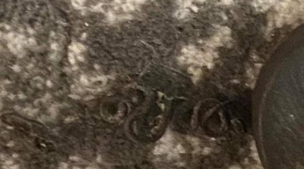 o femeie din sua a gasit 18 serpi sub pat s ar putea sa am nevoie de cardiolog dupa asta