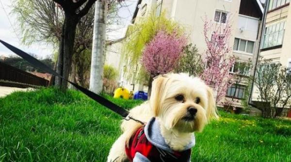 de ce mananca iarba cainii