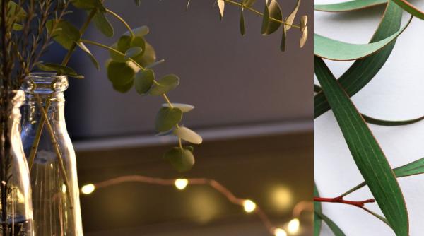 de ce sa pui cateva frunze de eucalipt in baie rezultatul miraculos care te va scapa de probleme