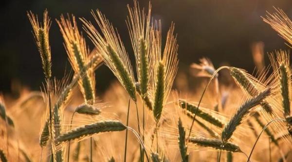 graul european va ajunge sa fie folosit ca nutret din cauza furtunilor si a inundatiilor