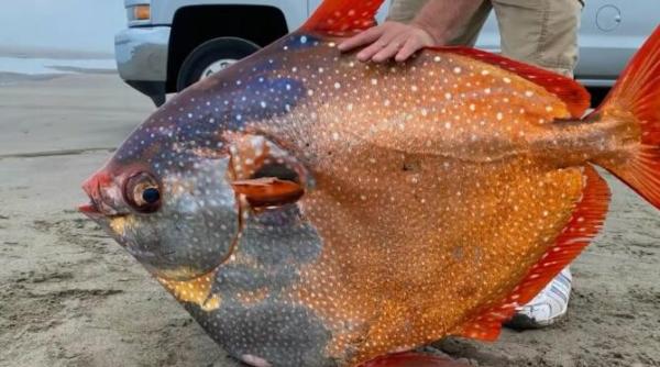 peste ciudat de 45 de kilograme descoperit pe o plaja din oregon foto
