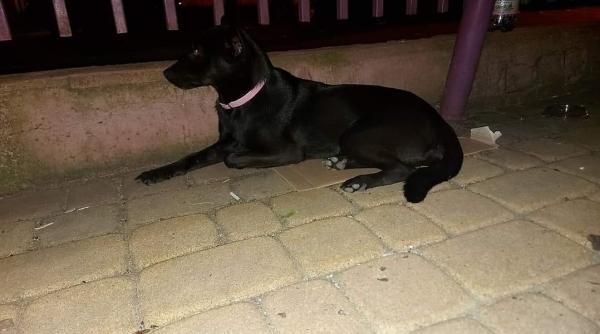 caine abandonat la un loc de joaca stapanii se muta si nu il mai vor