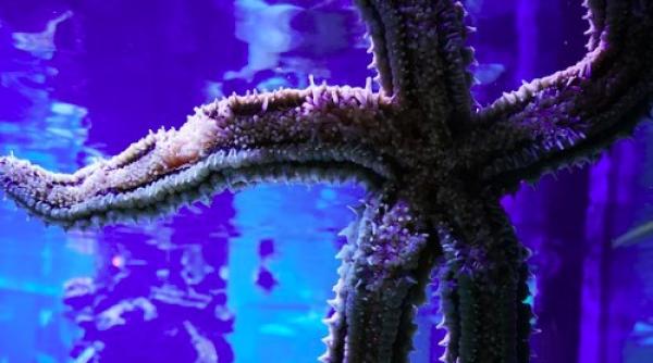 descoperire monumentala de fosile din jurasic in marea britanie locul este secret